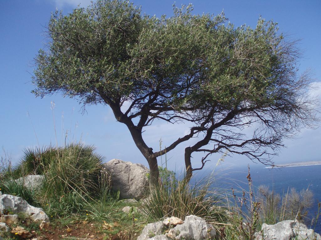 Baia Cofano Home Custonaci Exteriér fotografie